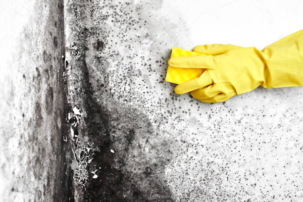 Best Industrial Mold Remediation in Diamond Bar, CA
