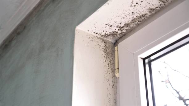 Best Residential Mold Remediation in Diamond Bar, CA