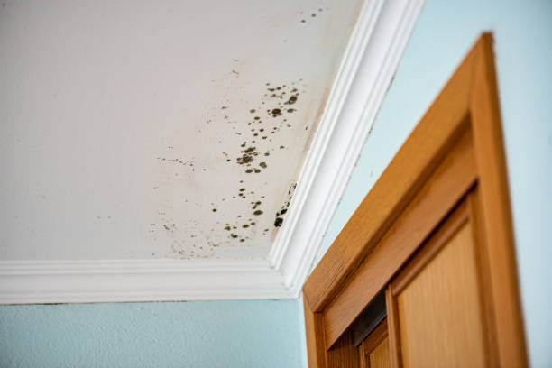Best Health and Safety Mold Remediation in Diamond Bar, CA