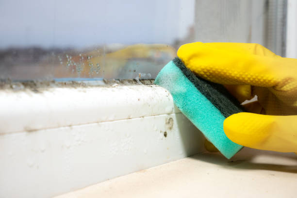 Best Post-Flood Mold Remediation in Diamond Bar, CA