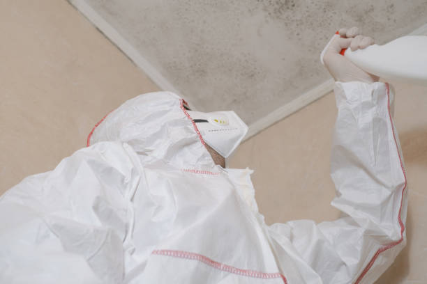 Best White Mold Remediation in Diamond Bar, CA