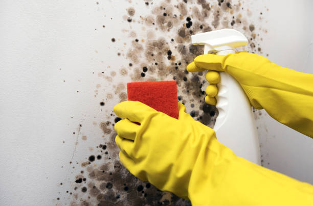 Trusted Diamond Bar, CA Mold Remediation Experts