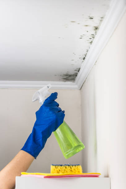 Best Mold Remediation for Specific Building Types in Diamond Bar, CA